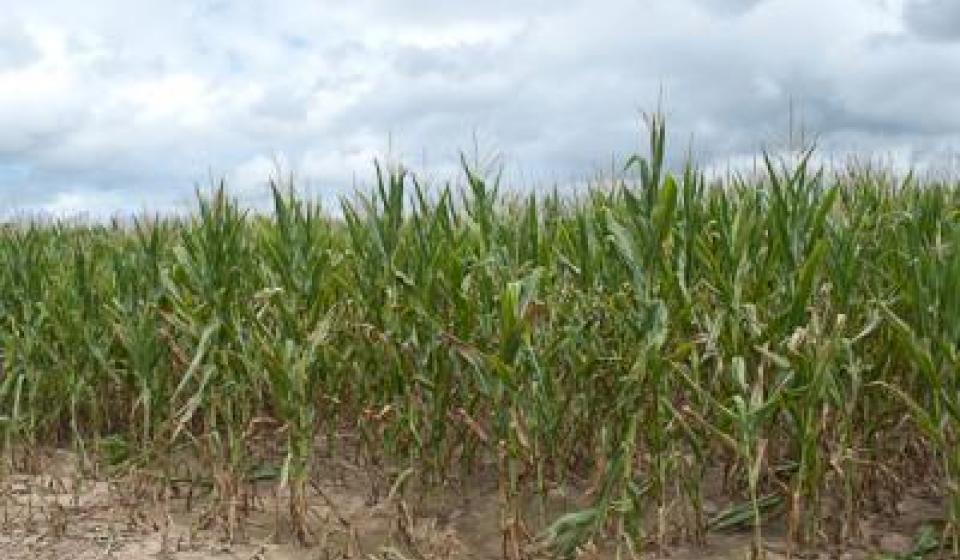 Drought Stressed Corn